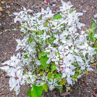 エンジェルレース