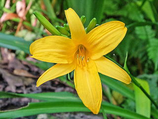 トビシマカンゾウ