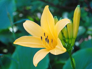 ゼンテイカ(ニッコウキスゲ)