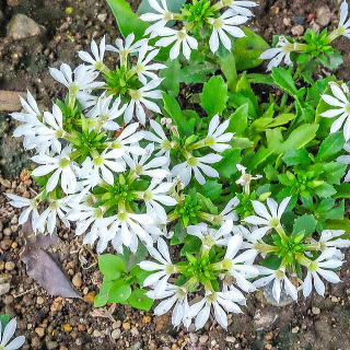 サンクエール・ホワイト