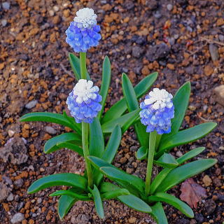 ムスカリ 新 花と緑の詳しい図鑑