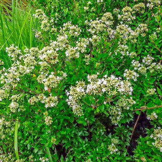 タイワンツクバネウツギ