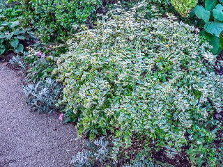 花壇の前景に植えた例