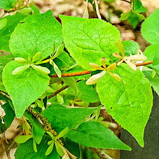 ツクバネウツギの葉