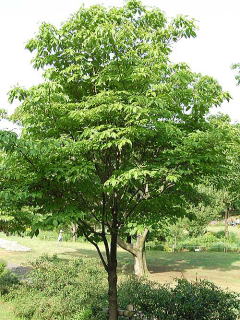awakynadisioli