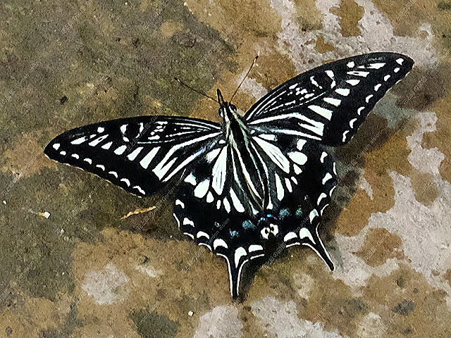 アゲハチョウ(ナミアゲハ)