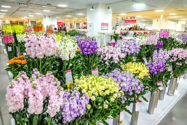 �W���̗l�q�i�؉ԁj