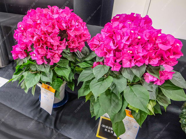 �u�[�Q���r���A�̓W��