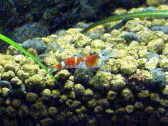 小型水槽水草レイアウト向きの生き物