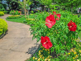 アンデルセン公園で見かけたタイタンビカス