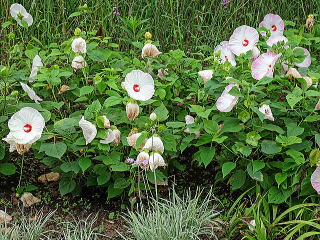 ボーダーガーデンの後方に植えたアメリカフヨウ