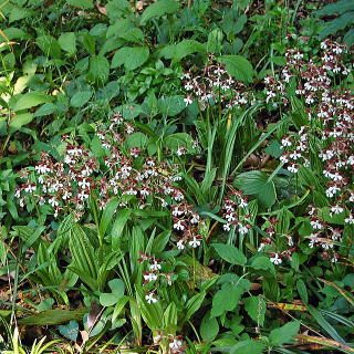 木陰の下で地植えされたエビネ