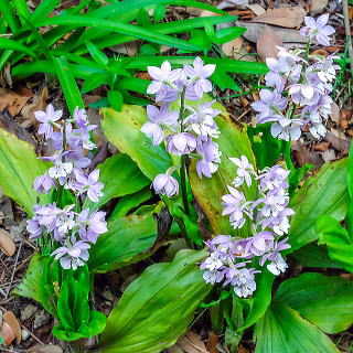 エビネの花(薄い青)