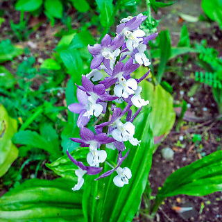 エビネの花(青紫)