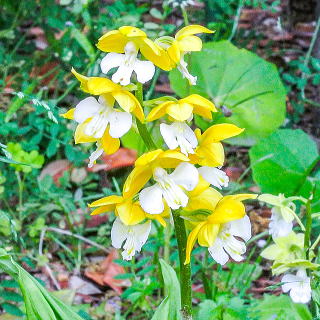 エビネの花(黄色)