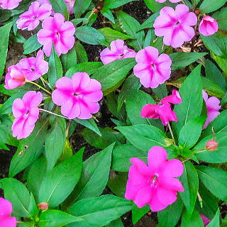 �o�E���X�̉�