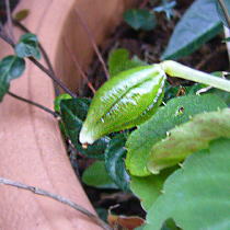 �C���p�`�F���X�̎�