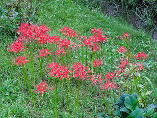 芝生内に群生させた植栽例