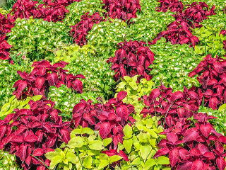様々な葉色の品種を混植した例