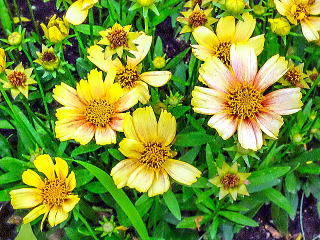 ソランナ・サンセットバースト