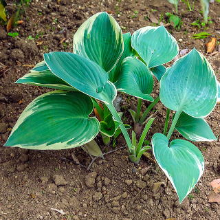 �G���j�[�j��