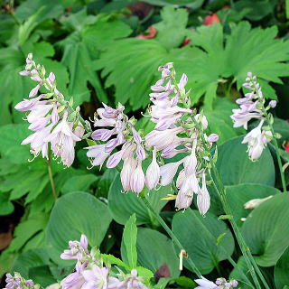 ギボウシ（ホスタ） 新・花と緑の詳しい図鑑