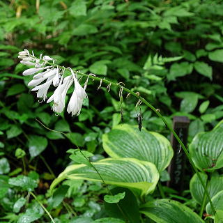 ギボウシ（ホスタ） 新・花と緑の詳しい図鑑
