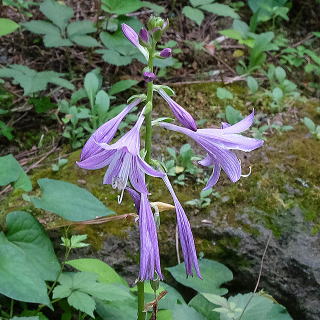 ギボウシ（ホスタ） 新・花と緑の詳しい図鑑