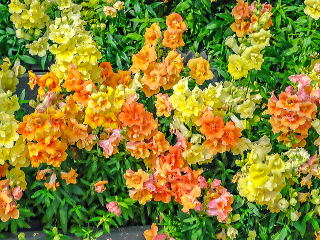 ���F��I�����W�̒g�F�n�̊񂹐A��