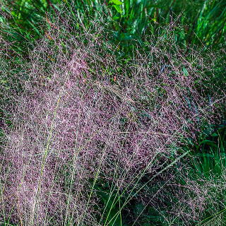 �~���[�����x���M�A�E�J�s�����X