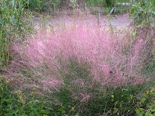 �Ԃ��̗ǂ���