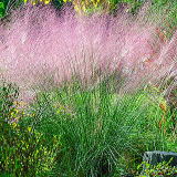 �~���[�����x���M�A