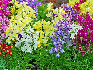 ベストリナリア グッピー 最高の花の画像