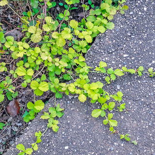 ���R�ɐL�т郋�u�X