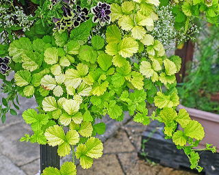 �n���M���O�o�X�P�b�g�̊񂹐A���Ɏg�������u�X