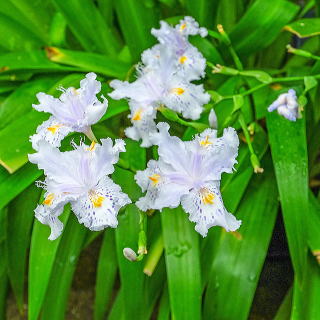 �C���X�E���b�e�B