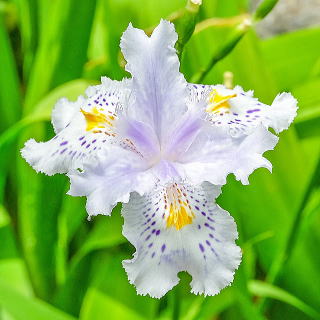 �C���X�E���b�e�B�̉�