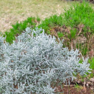 サントリナ 新・花と緑の詳しい図鑑