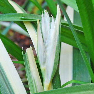 �V���K�̉Ԍs