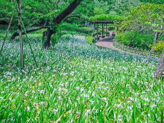 �c�����䉑�̃V���K�̌Q��