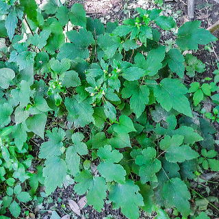 �������傫�ȗt