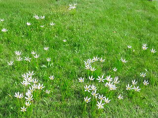 �Ő��ɓ_�݂��ĐA������