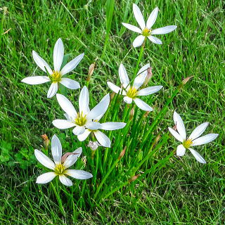 �^�}�X�_���̑��p