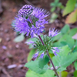 濃い青紫色の品種