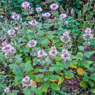 ダンギクの草姿