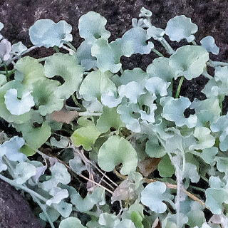 �A���Q���e�A�u�V���o�[�E�t�H�[���Y�v