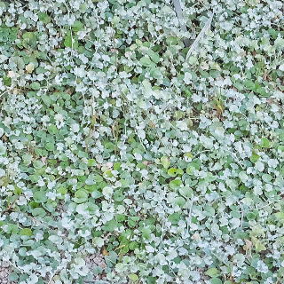 �A���Q���e�A�u�V���o�[�E�t�H�[���Y�v