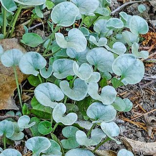 �f�B�R���h���E�Z���P�A