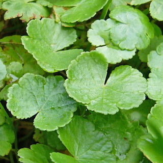 �f�B�R���h���E���y���X