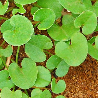 �f�B�R���h���E�~�N�����T